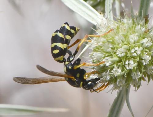Polistes gallicus